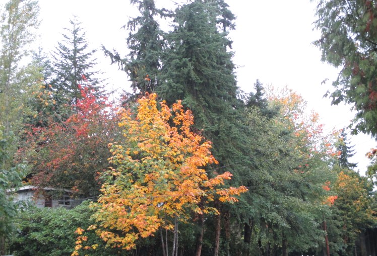 Autumn Leaves