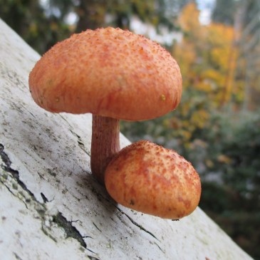 Pretty Poison Mushrooms on Rotten Porch Rail