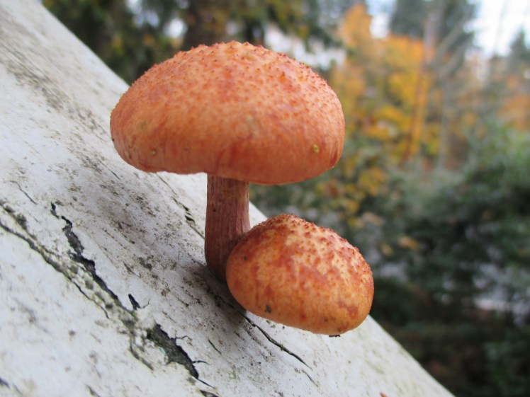 Pretty Poison Mushrooms on Rotten Porch Rail