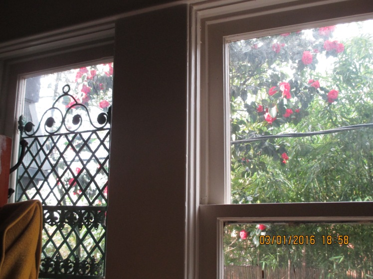 Camelias, living room window