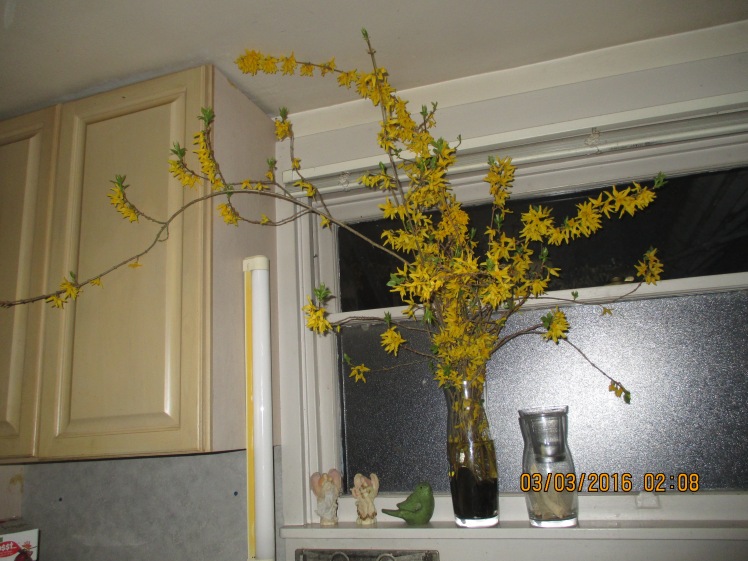 Forsythia welcome from Lynn