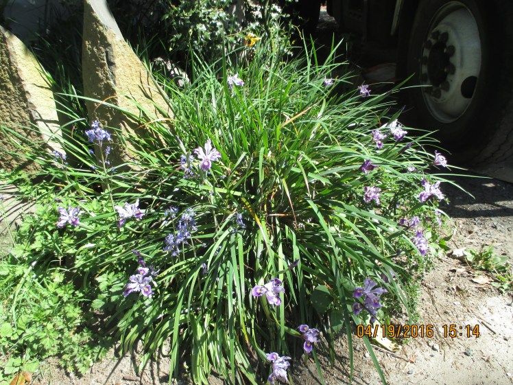 Iris has gone to town