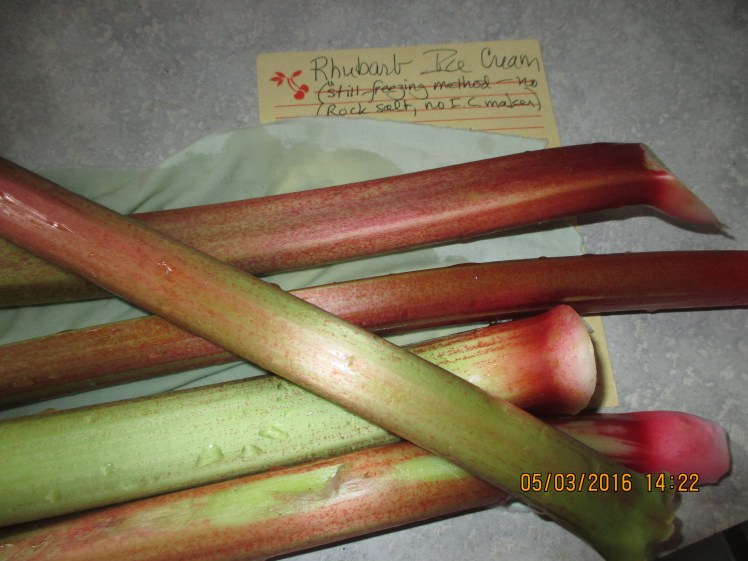 1st of the season, Otto's rhubarb